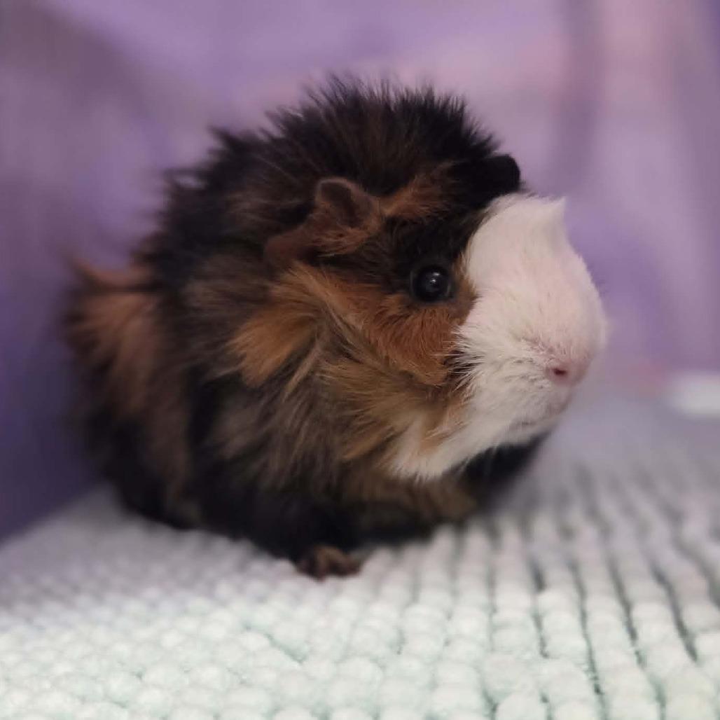 Enlarge Leighum, a Adoptable Guinea Pig in Ballston Spa, NY image 3/5