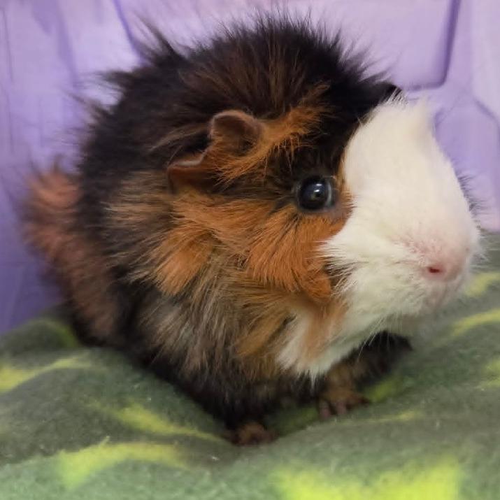 Enlarge Leighum, a Adoptable Guinea Pig in Ballston Spa, NY image 4/5
