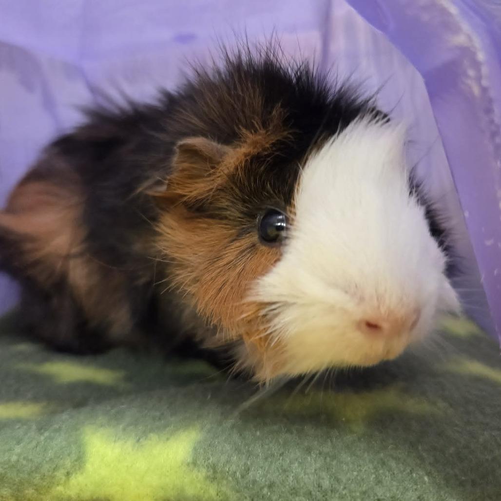 Enlarge Leighum, a Adoptable Guinea Pig in Ballston Spa, NY image 5/5