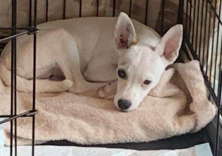 Enlarge Pearl D6120, a Adopted mixed breed in minneapolis, MN image 1/1