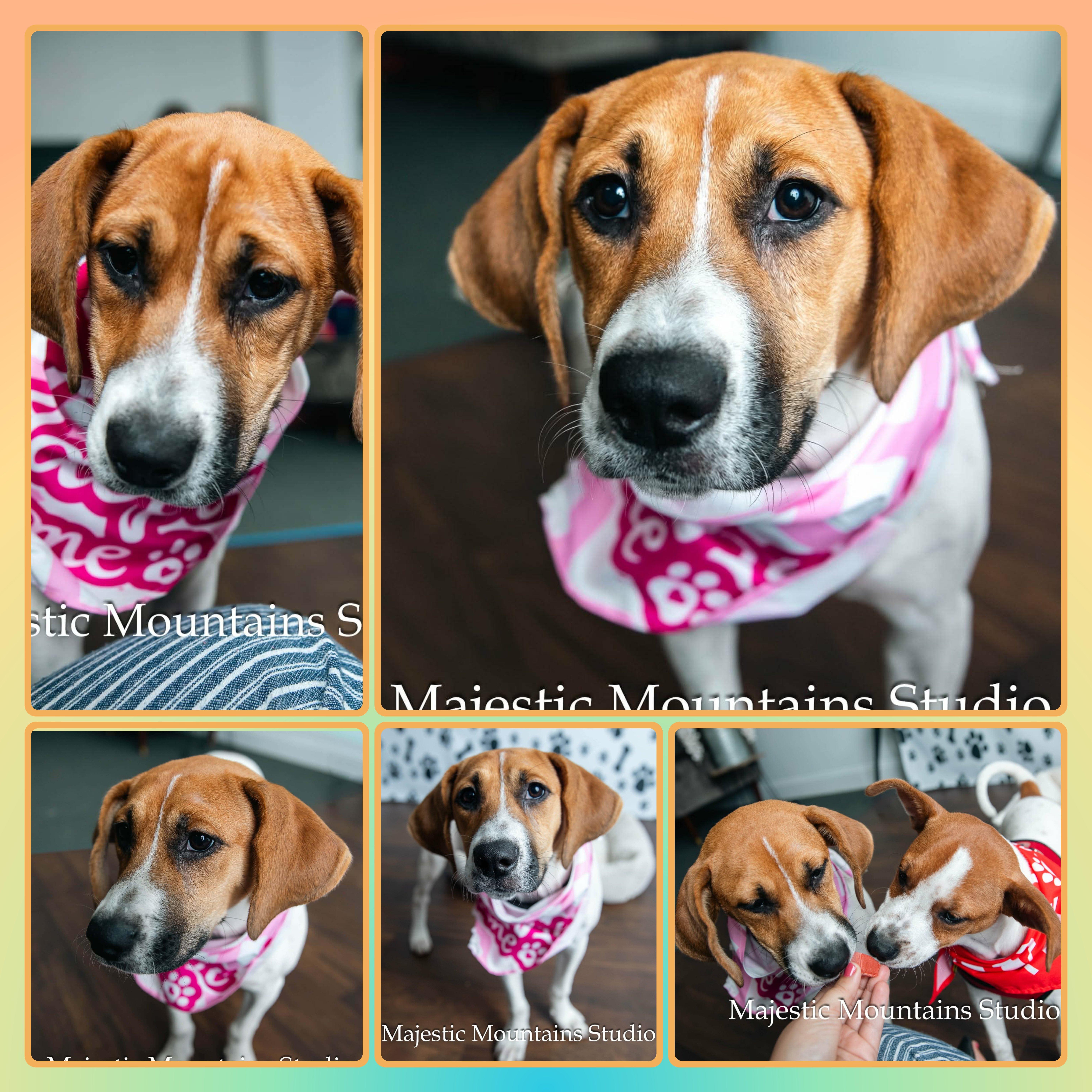 Enlarge HALEY, a ADOPTABLE Mixed Breed in Buckhannon, WV image 1/1
