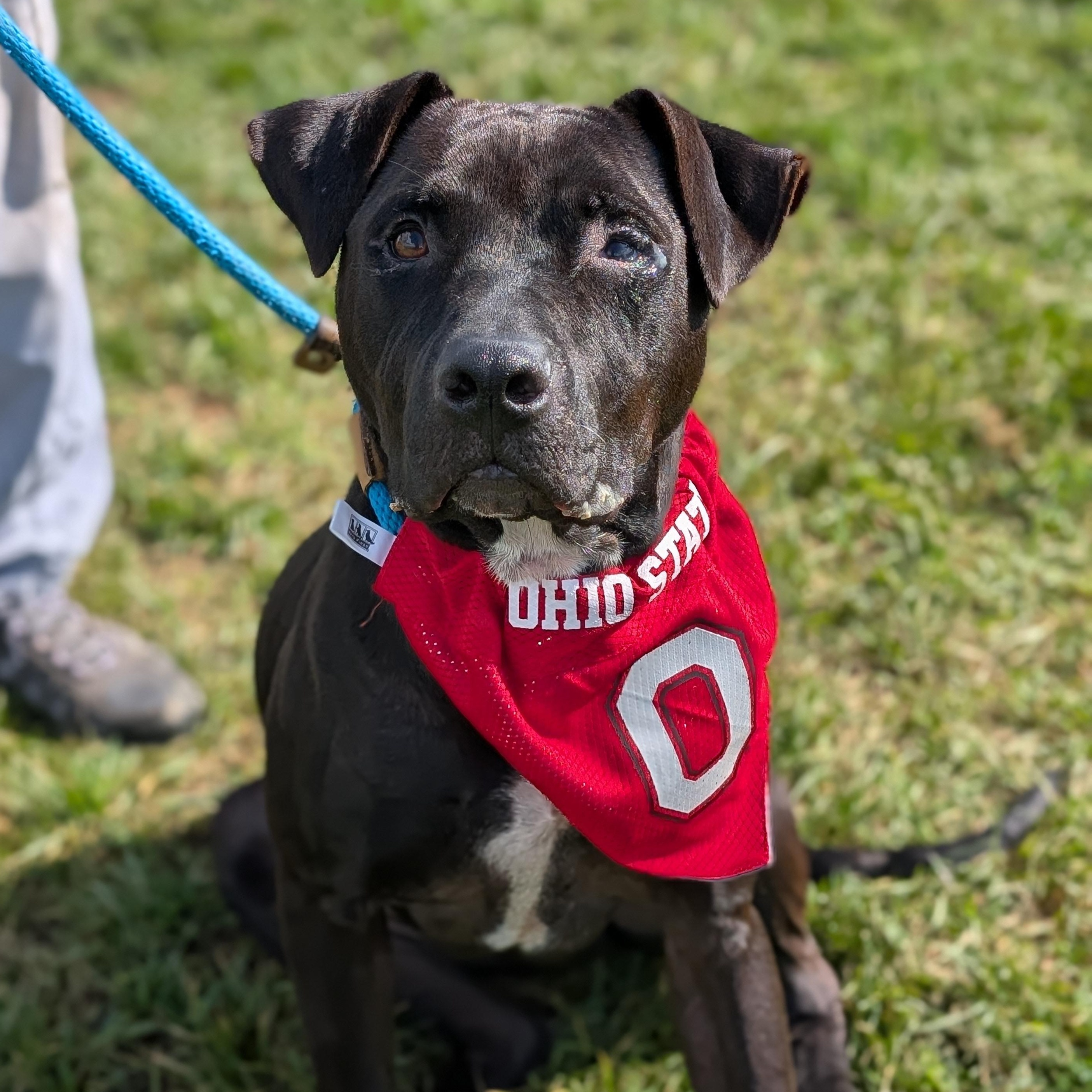 Enlarge 187264 Isack, a Adoptable Pit Bull Terrier in Ravenna, OH image 1/4