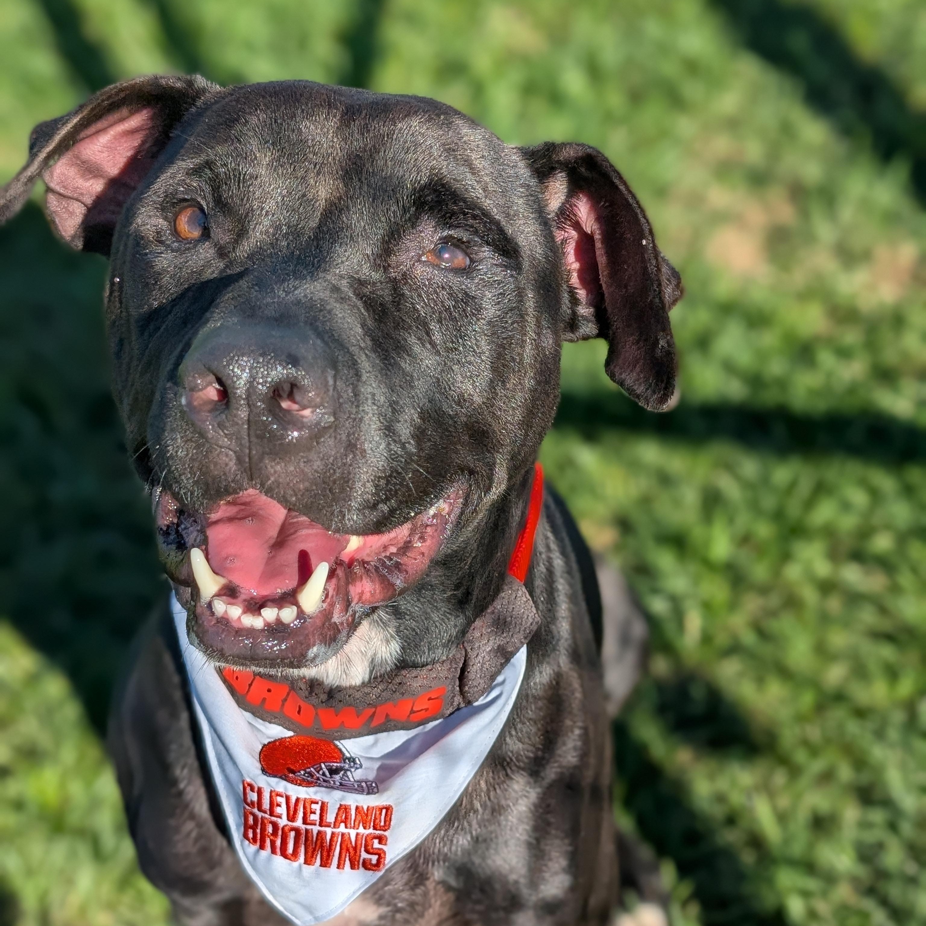 Enlarge 187264 Isack, a Adoptable Pit Bull Terrier in Ravenna, OH image 4/4