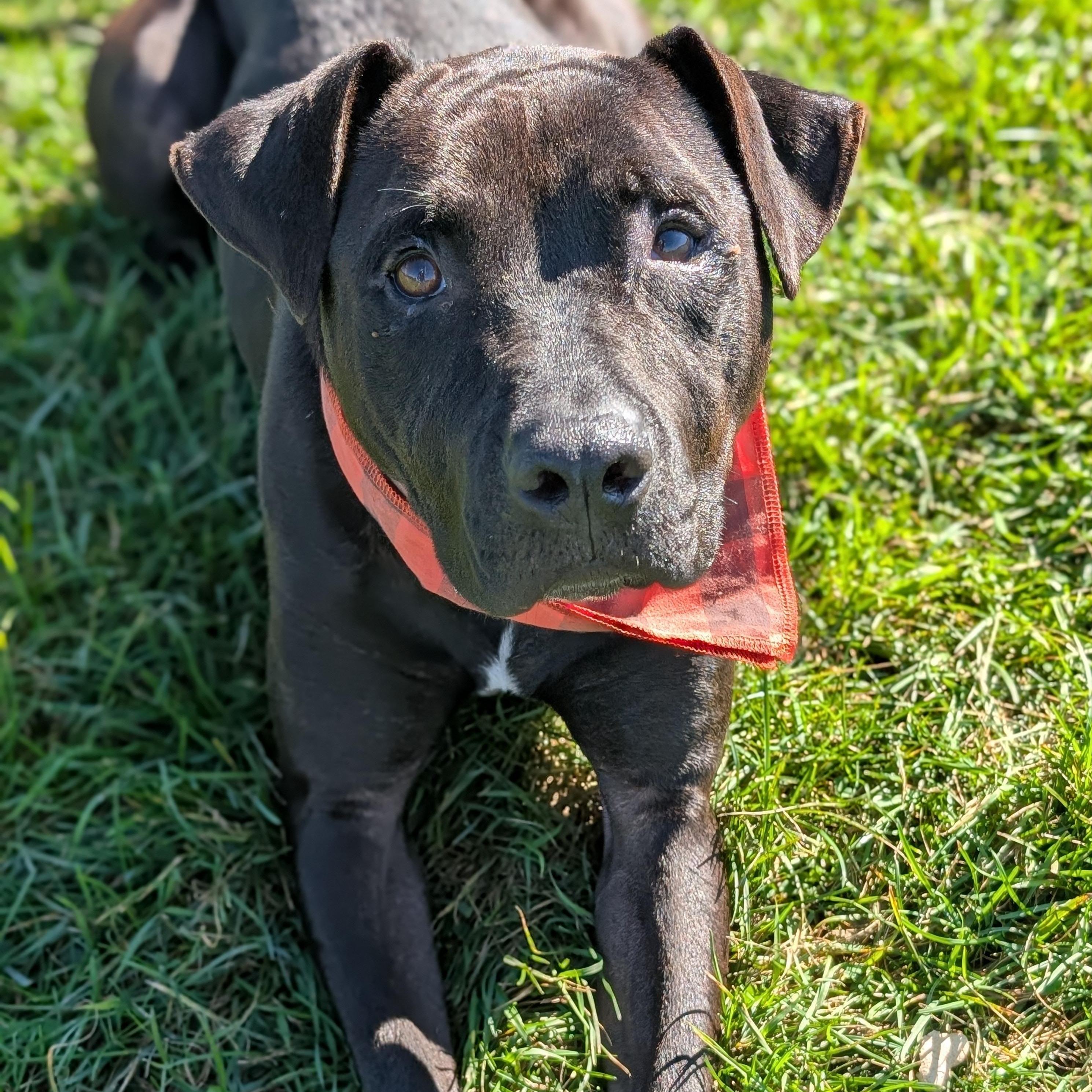 Enlarge 187264 Isack, a Adoptable Pit Bull Terrier in Ravenna, OH image 2/4