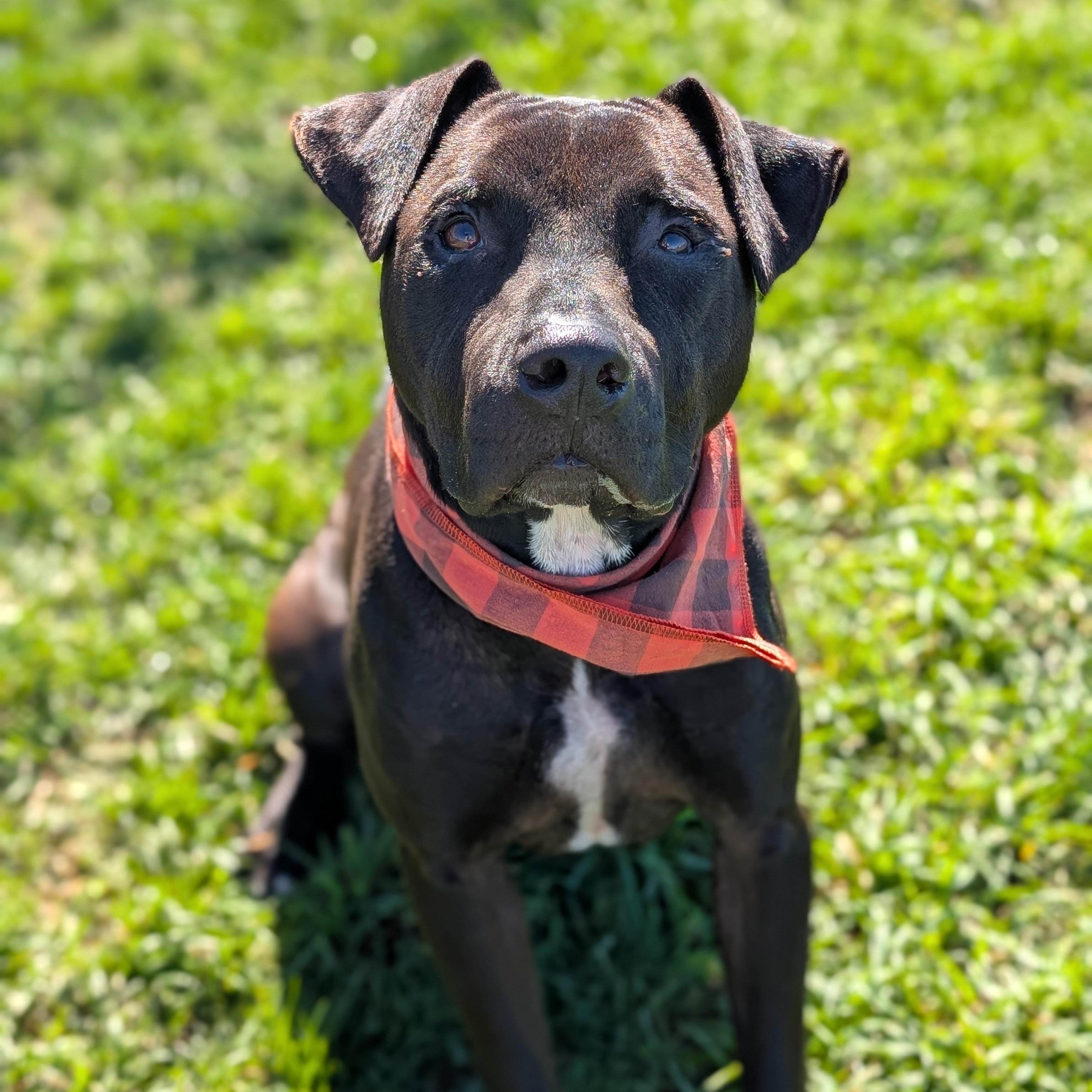 Enlarge 187264 Isack, a Adoptable Pit Bull Terrier in Ravenna, OH image 3/4