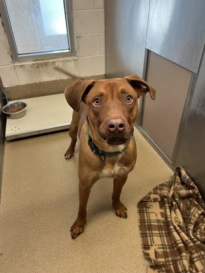 Enlarge Sawyer, a Adoptable mixed breed in Farmers Branch, TX image 1/1