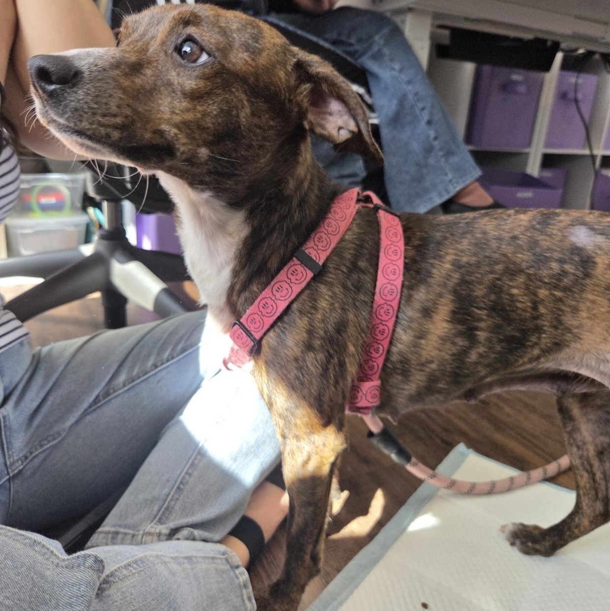 Enlarge Annie, a ADOPTABLE mixed breed in West Hollywood, CA image 4/5