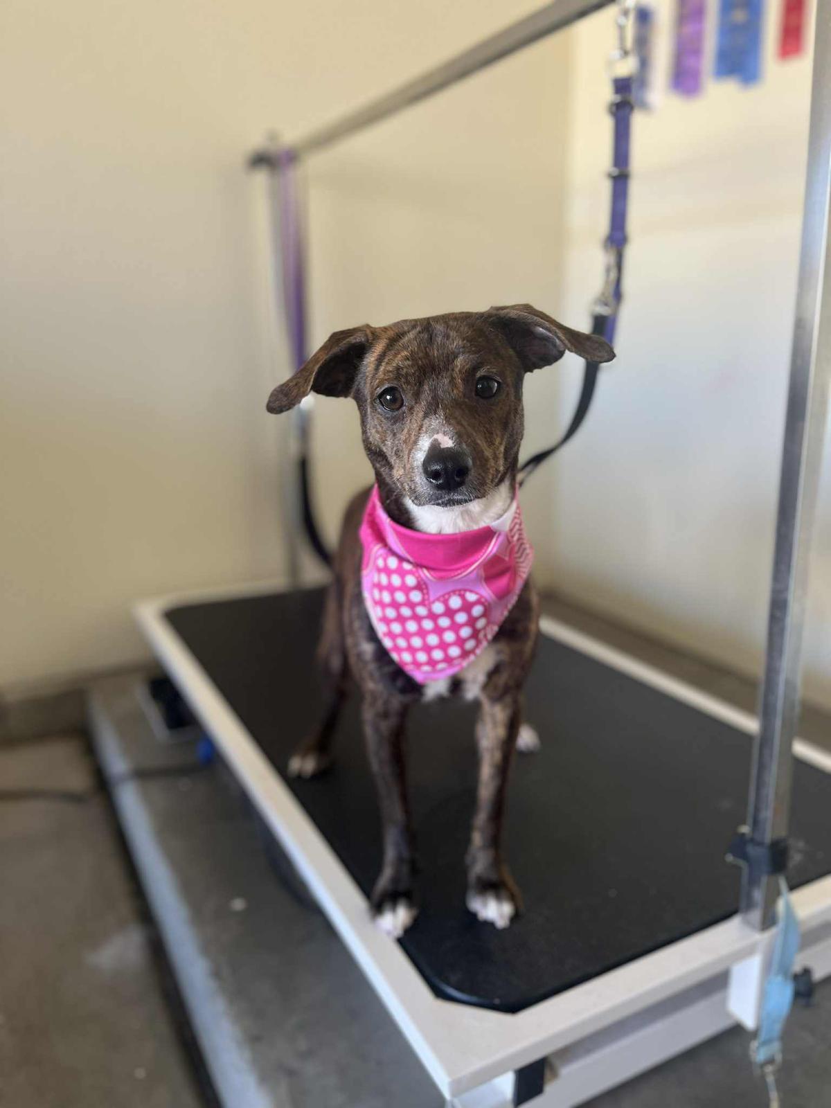 Annie, ADOPTABLE, Young Female Pit Bull Terrier.