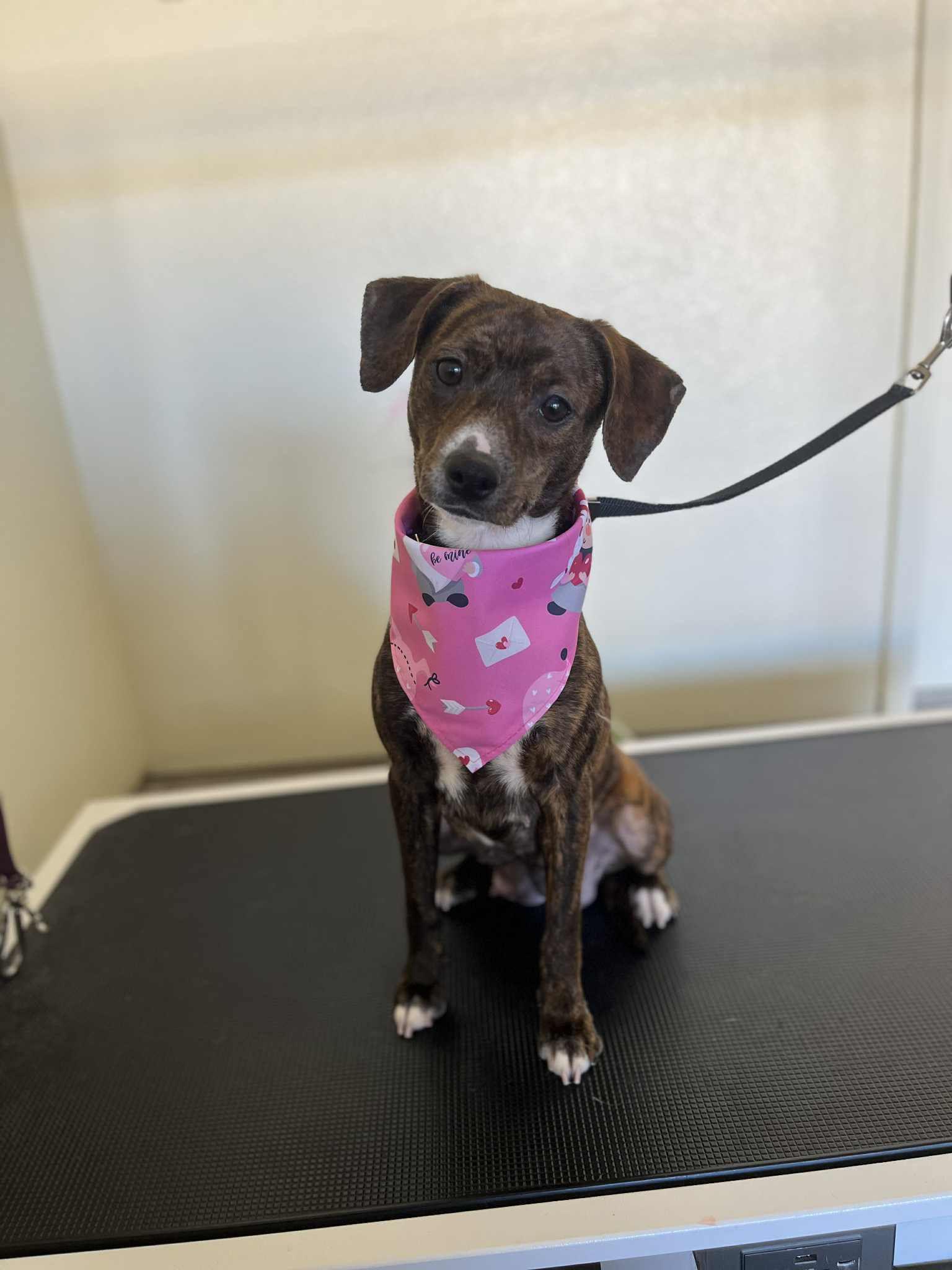 Enlarge Annie, a ADOPTABLE mixed breed in West Hollywood, CA image 2/5