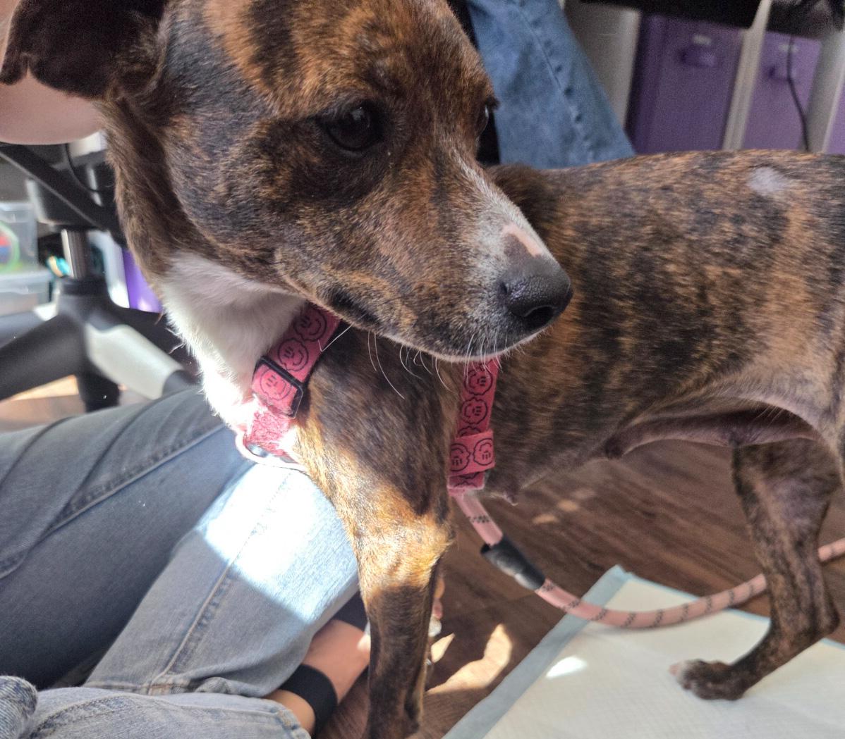 Enlarge Annie, a ADOPTABLE mixed breed in West Hollywood, CA image 5/5