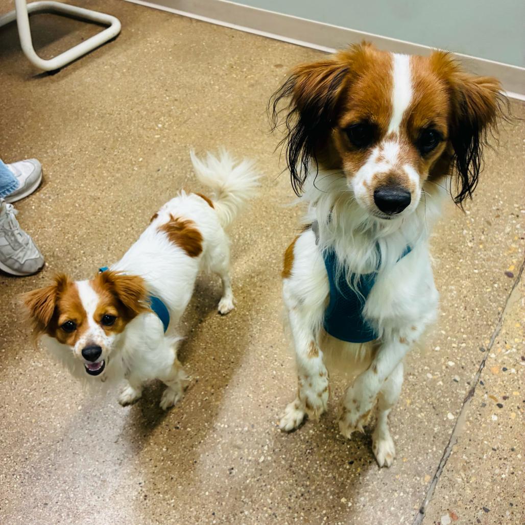Enlarge Jolene, a Adoptable mixed breed in Skokie, IL image 2/6