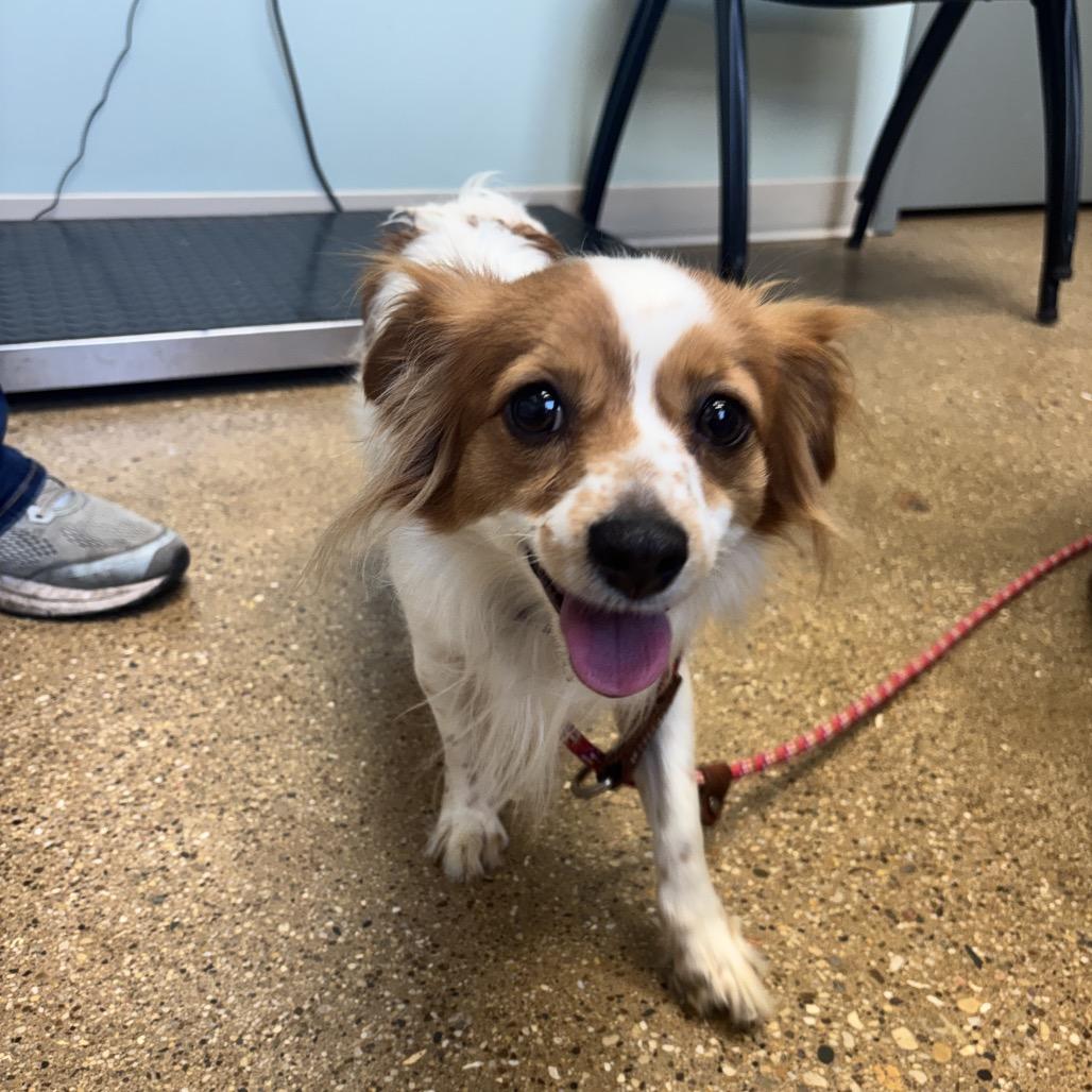 Enlarge Jolene, a Adoptable mixed breed in Skokie, IL image 4/6