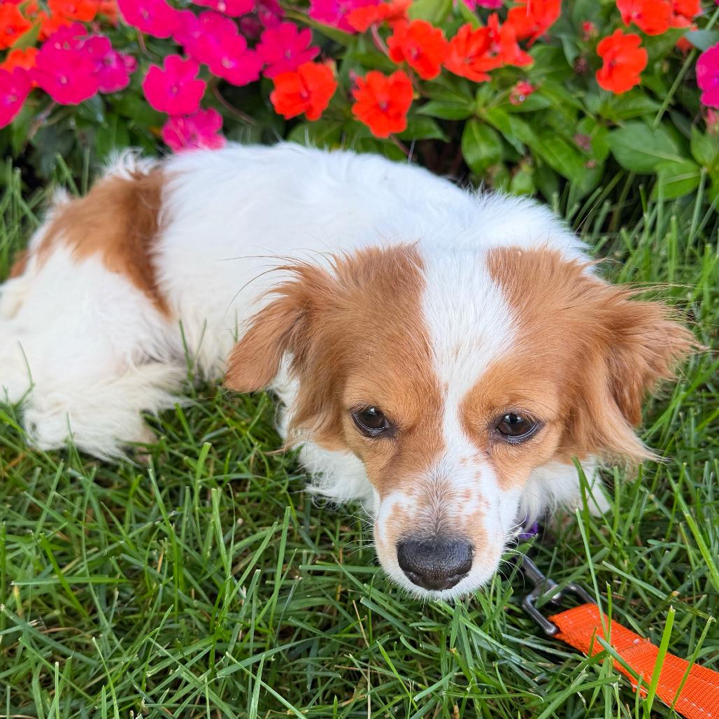 Enlarge Jolene, a Adoptable mixed breed in Skokie, IL image 5/6