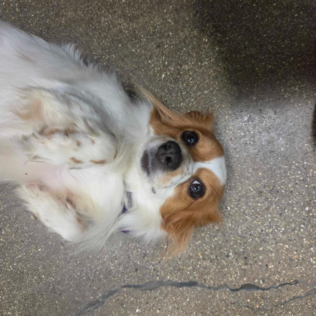 Enlarge Jolene, a Adoptable mixed breed in Skokie, IL image 6/6