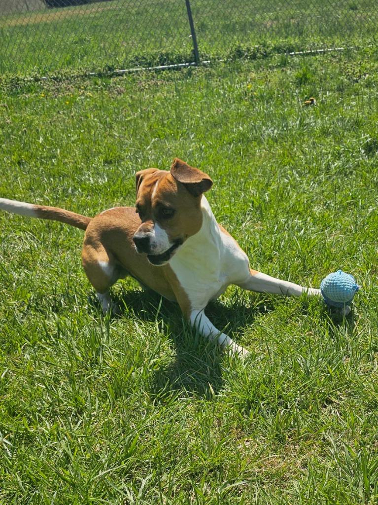 Johnny - Available for Adoption Awaiting S/N, Adoptable, Adult Male Mixed Breed.