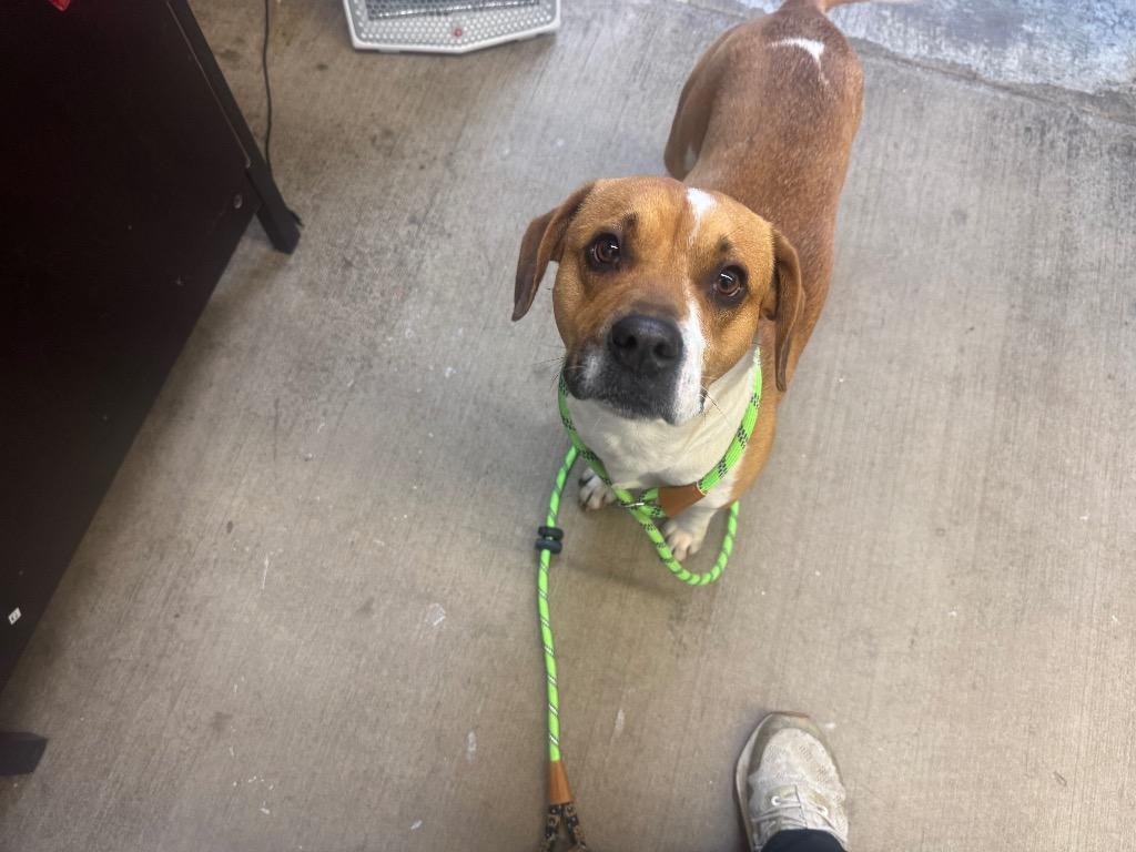 Enlarge Johnny - Available for Adoption Awaiting S/N, a Adoptable mixed breed in Chickamauga , GA image 2/6