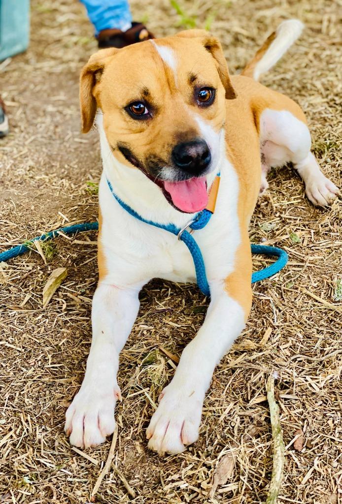 Enlarge Johnny-Available, a Adoptable mixed breed in Chickamauga , GA image 3/6