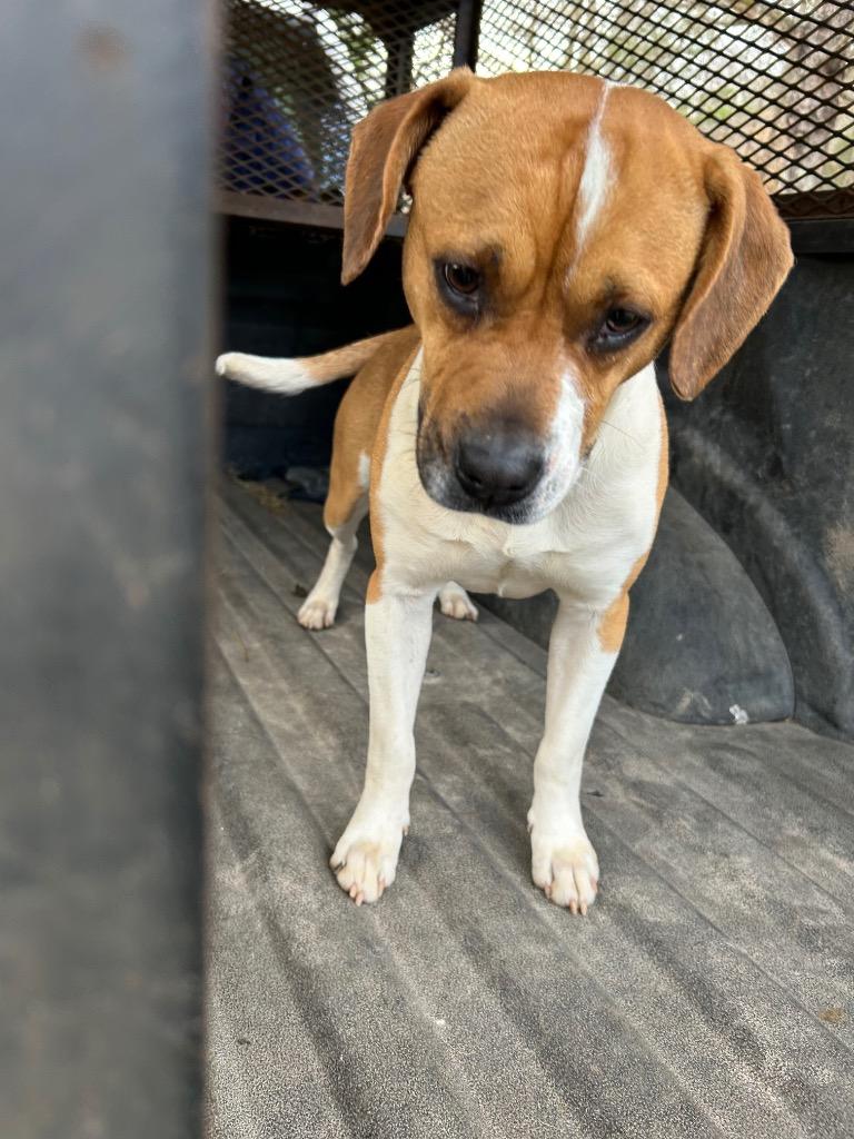 Enlarge Johnny - Available for Adoption Awaiting S/N, a Adoptable mixed breed in Chickamauga , GA image 3/6