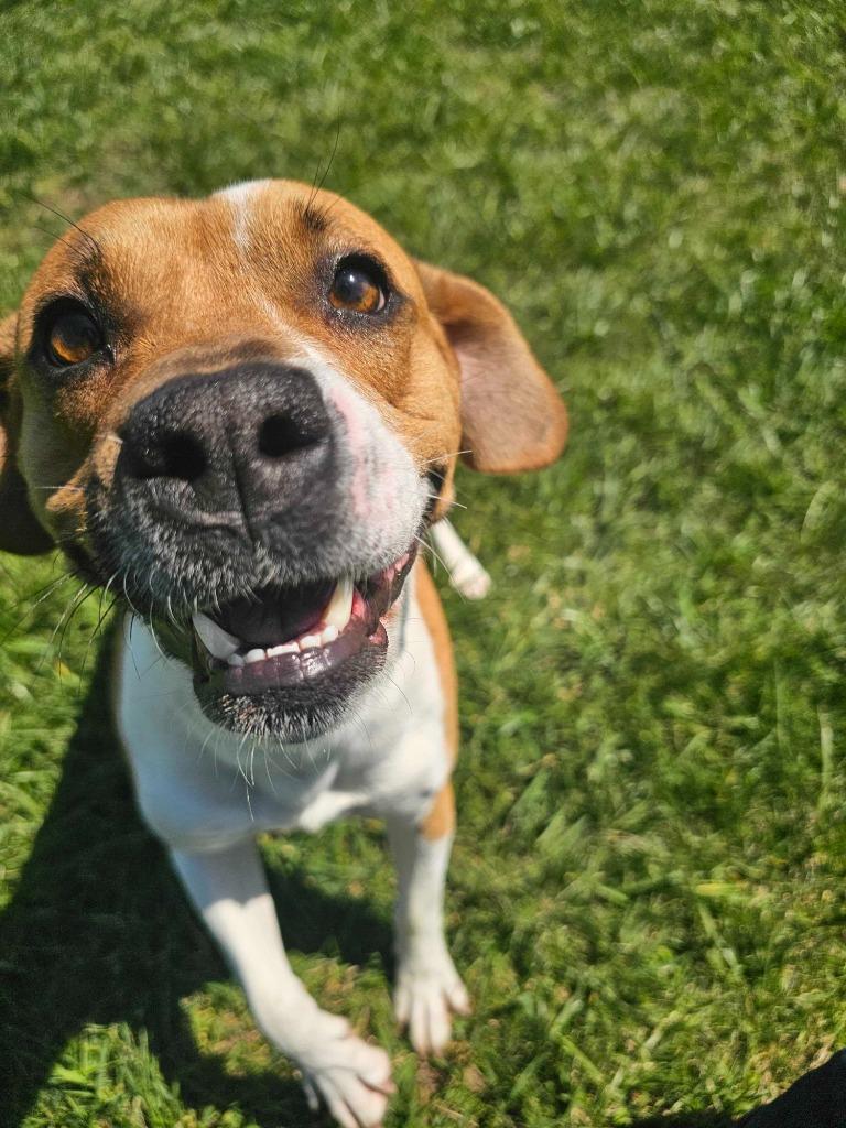 Enlarge Johnny - Available for Adoption Awaiting S/N, a Adoptable mixed breed in Chickamauga , GA image 5/6