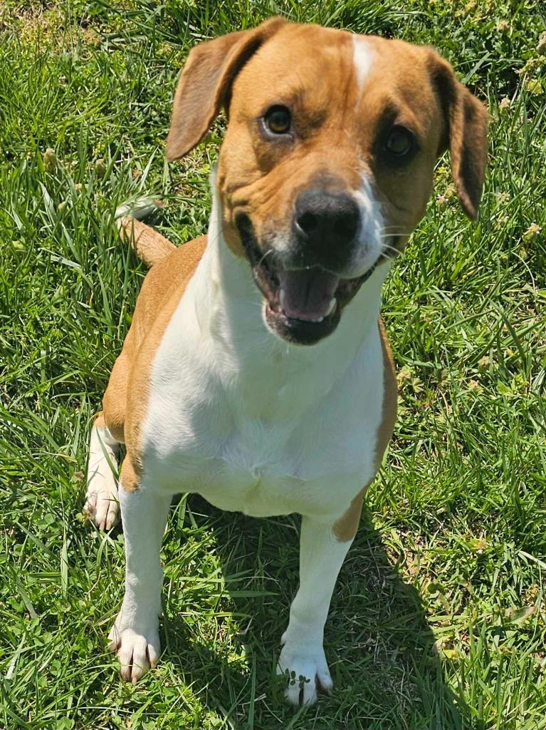 Enlarge Johnny - Available for Adoption Awaiting S/N, a Adoptable mixed breed in Chickamauga , GA image 6/6