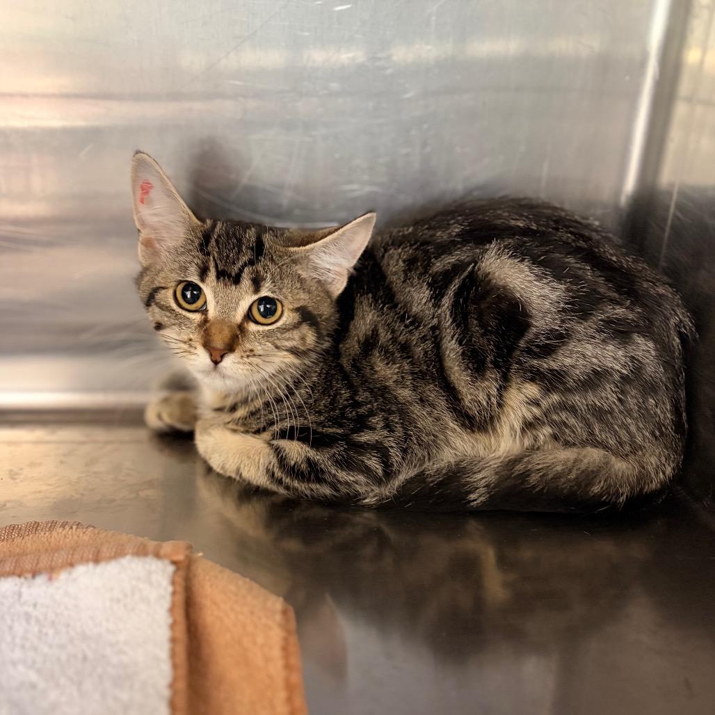 Enlarge Brenda, a Adoptable Domestic Short Hair in Spokane, WA image 1/1