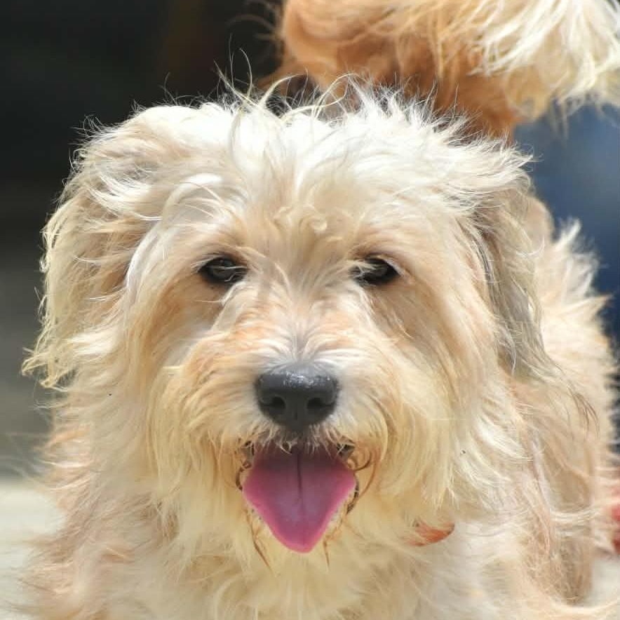 Sushi (20260602-04), adopted, Young Female Havanese & Border Terrier.