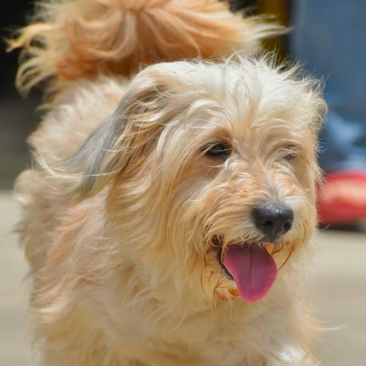 Enlarge Sushi (20260602-04), an adopted mixed breed in Niagara on the Lake, ON image 3/5