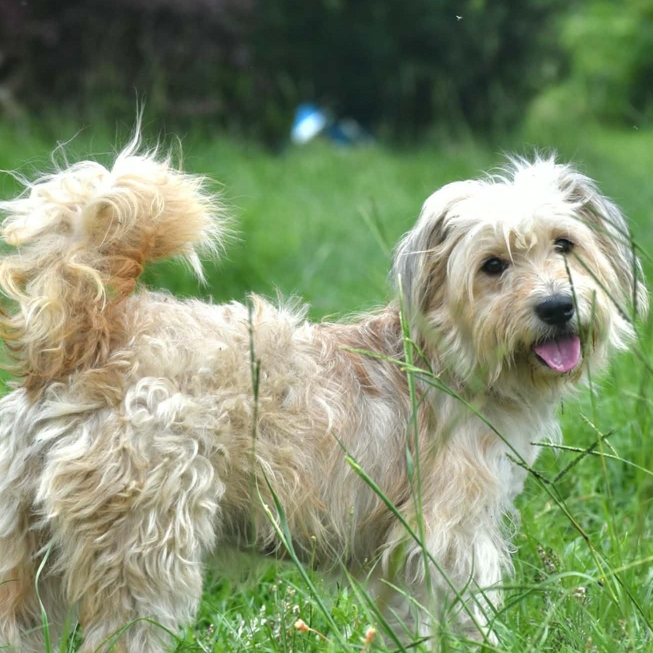 Enlarge Sushi (20260602-04), an adopted mixed breed in Niagara on the Lake, ON image 5/5