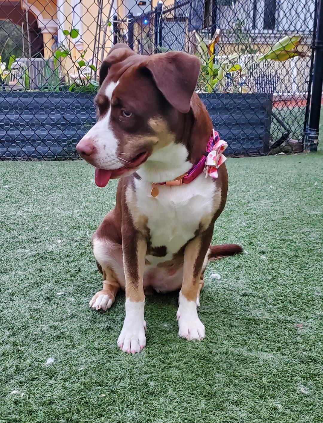 Mocha, a Adopted mixed breed in Pembroke Pines, FL image 3/6