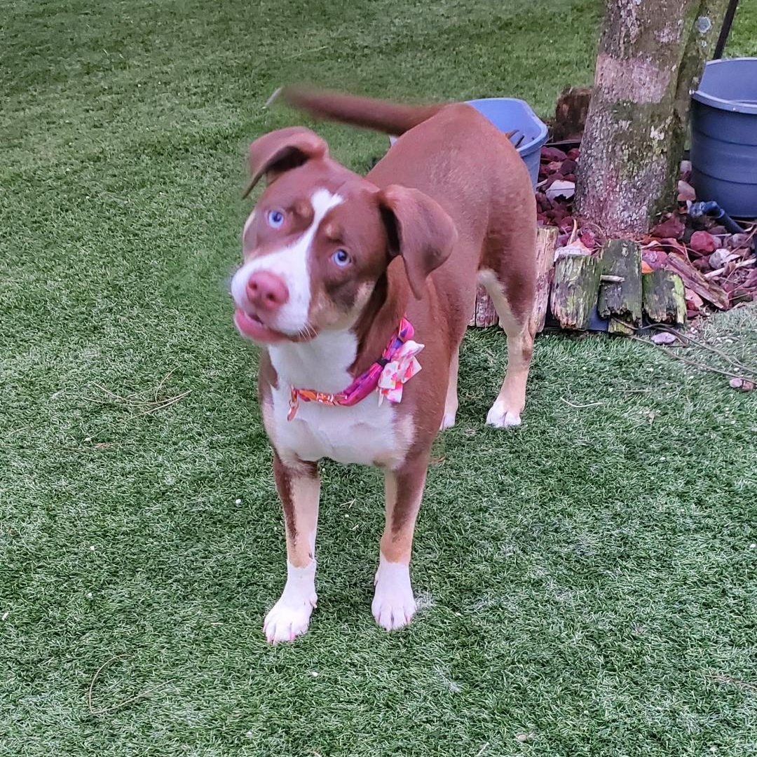 Mocha, a Adopted mixed breed in Pembroke Pines, FL image 2/6