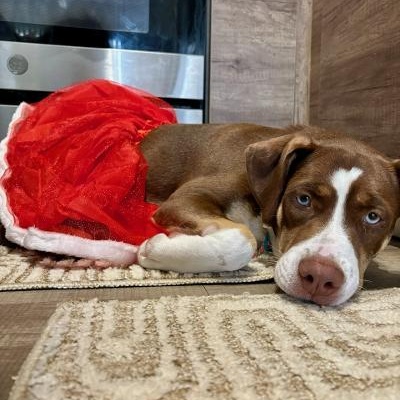 Mocha, a Adopted mixed breed in Pembroke Pines, FL image 5/6