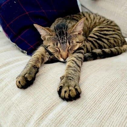 Lona, Adoptable, Adult Female Domestic Short Hair.