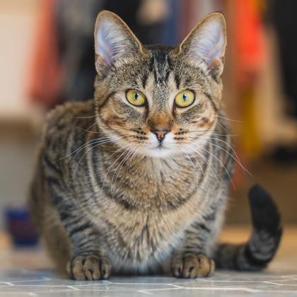 Lona, Adoptable, Adult Female Domestic Short Hair.