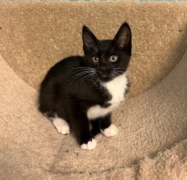 Enlarge LET'S GO CRAZY, a Adoptable Domestic Short Hair in Andover, MN image 3/6