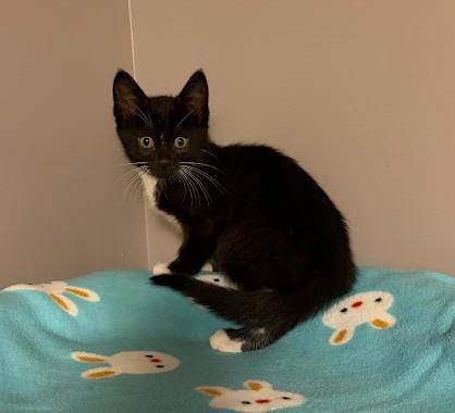 Enlarge LET'S GO CRAZY, a Adoptable Domestic Short Hair in Andover, MN image 4/6