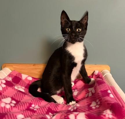 Enlarge LET'S GO CRAZY, a Adoptable Domestic Short Hair in Andover, MN image 2/6