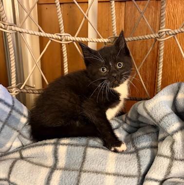 Enlarge LET'S GO CRAZY, a Adoptable Domestic Short Hair in Andover, MN image 5/6