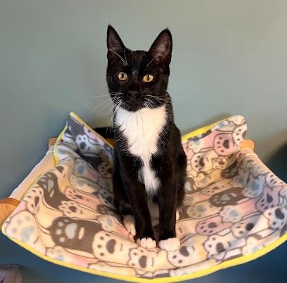 Enlarge LET'S GO CRAZY, a Adoptable Domestic Short Hair in Andover, MN image 1/6