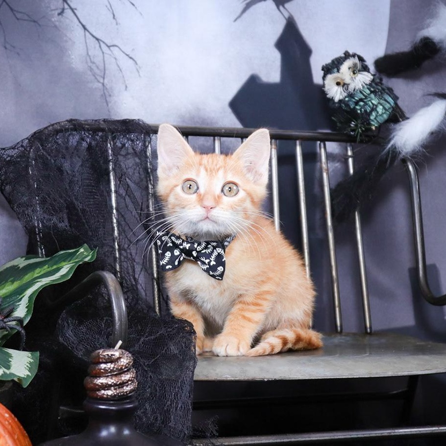 Arlo (Athena), adopted, Kitten Male Tabby & Domestic Short Hair.