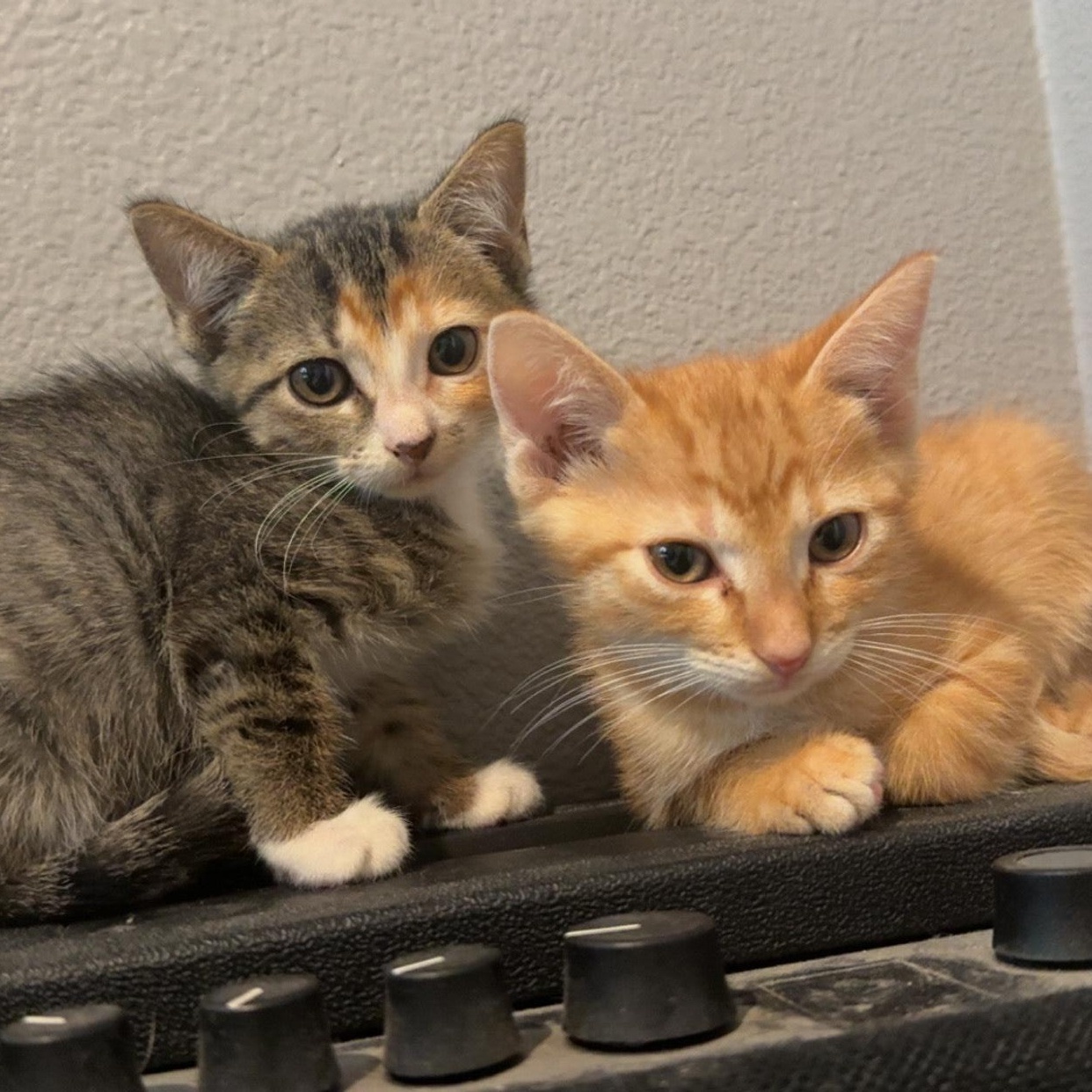 Arlo (Athena), an adopted mixed breed in Parker, TX image 2/5