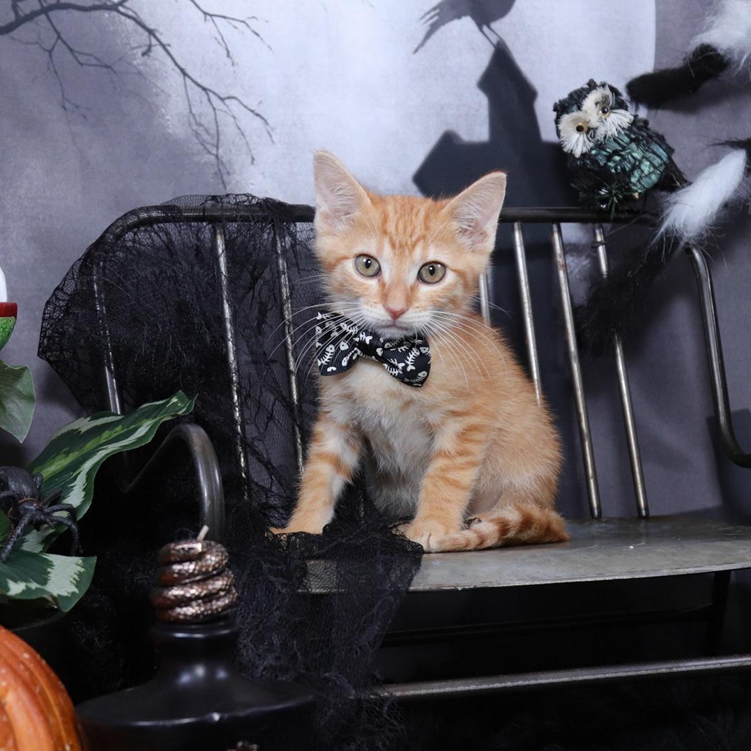 Arlo (Athena), an adopted mixed breed in Parker, TX image 3/5