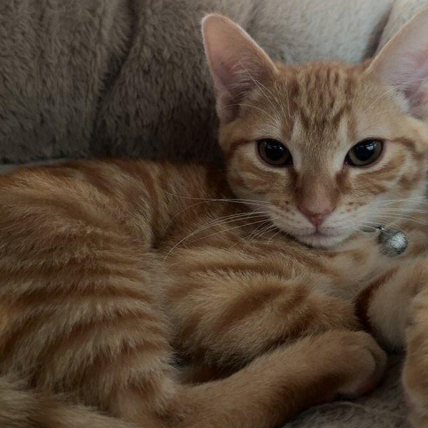 Arlo (Athena), an adopted mixed breed in Parker, TX image 5/5