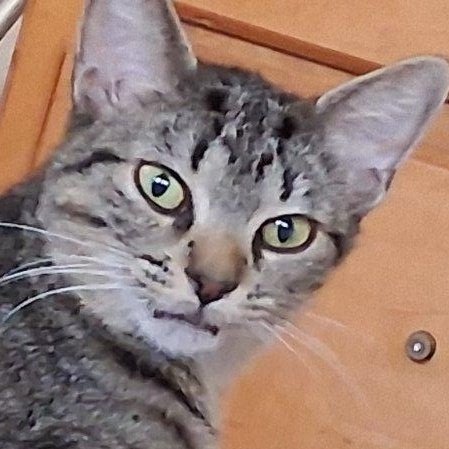Meme, a ADOPTABLE Domestic Short Hair in Hudsonville, MI image 1/4