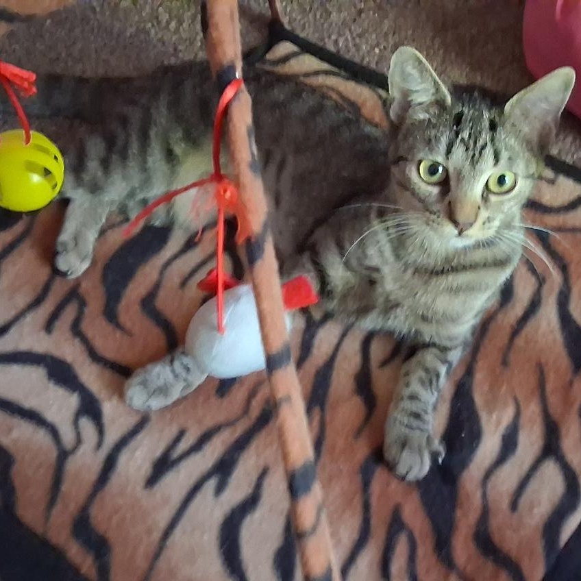Meme, a ADOPTABLE Domestic Short Hair in Hudsonville, MI image 2/4