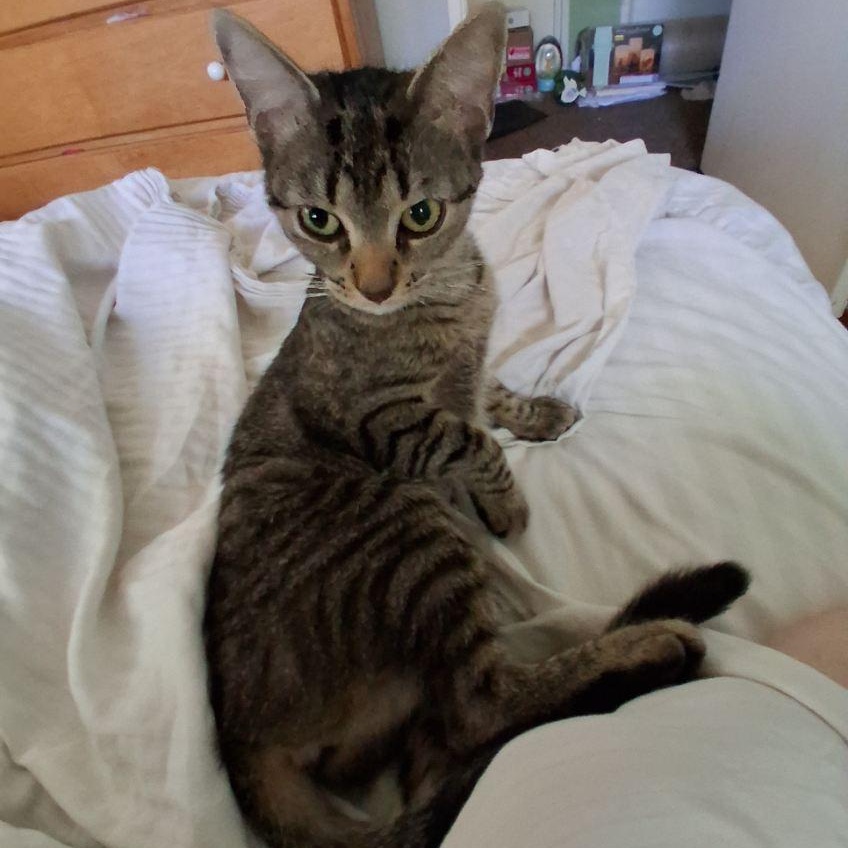 Meme, a ADOPTABLE Domestic Short Hair in Hudsonville, MI image 4/4
