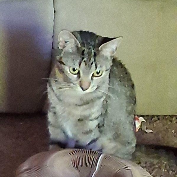 Meme, a ADOPTABLE Domestic Short Hair in Hudsonville, MI image 3/4