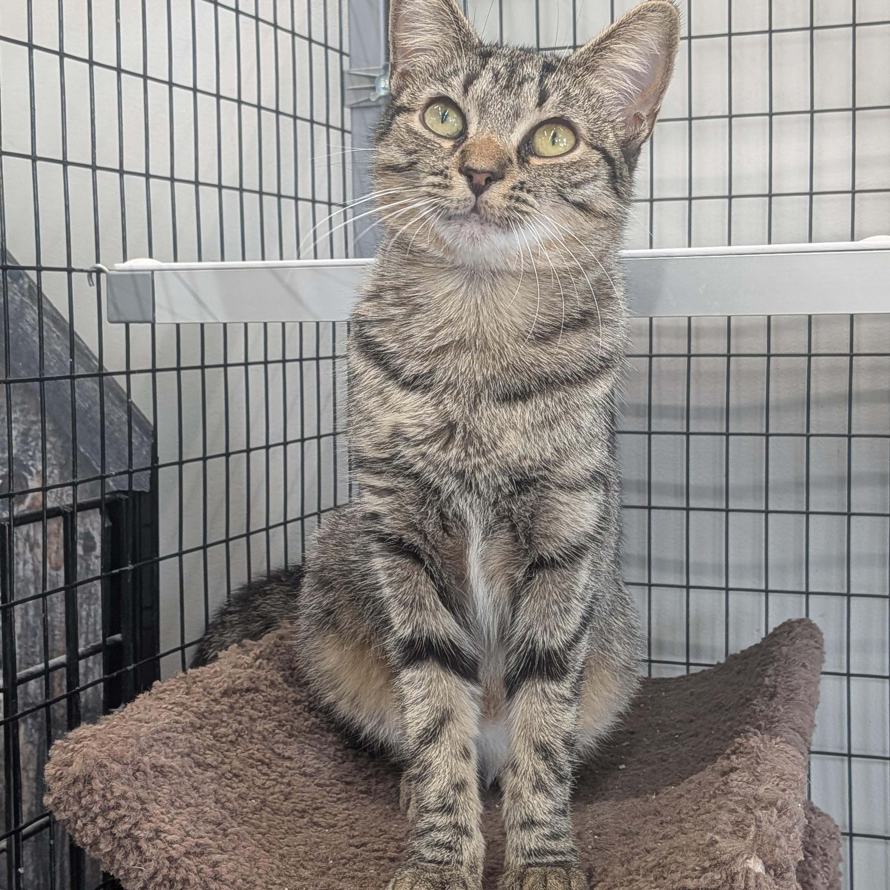Enlarge Meme, a ADOPTABLE Domestic Short Hair in Hudsonville, MI image 1/6