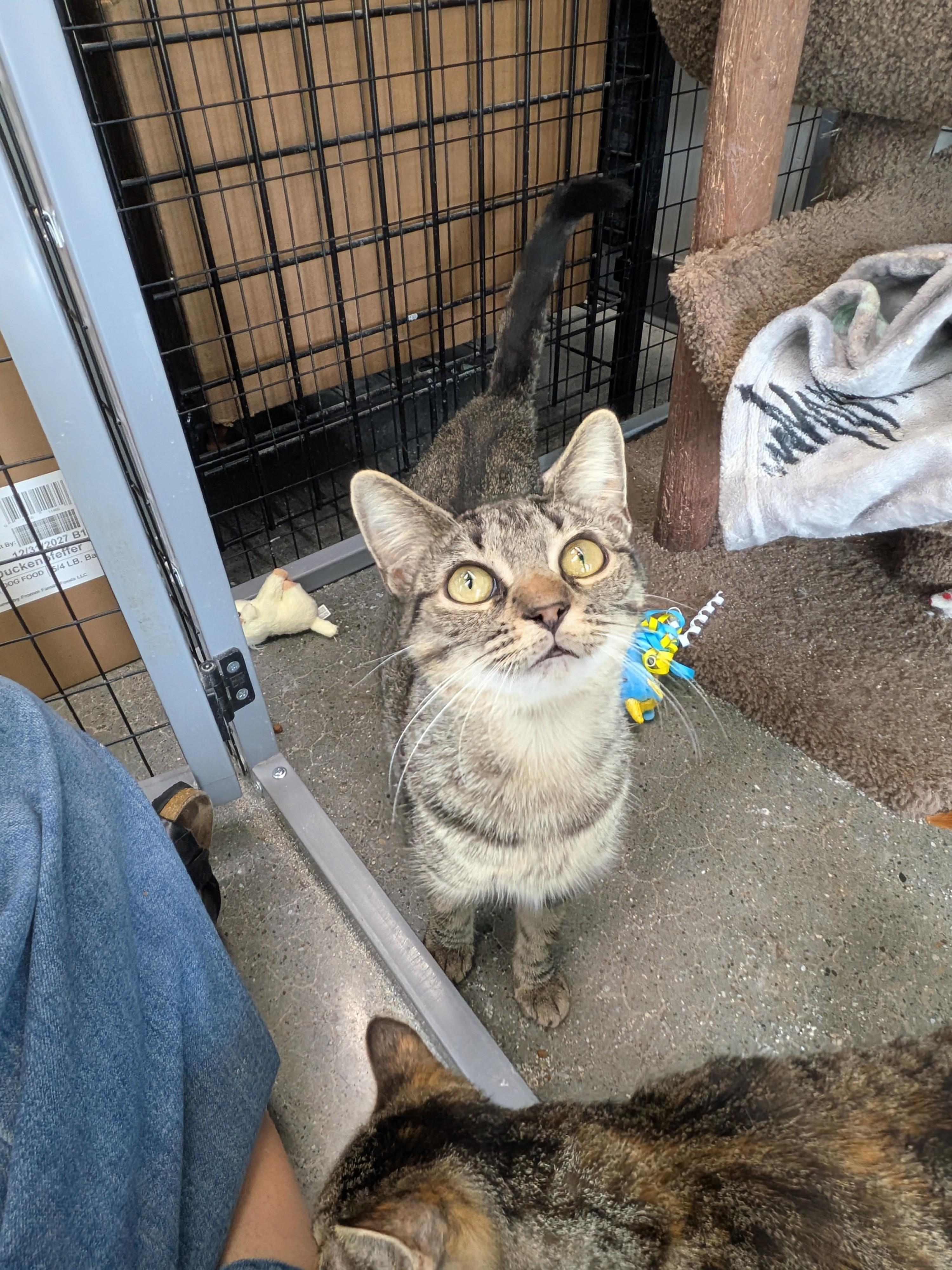 Enlarge Meme, a ADOPTABLE Domestic Short Hair in Hudsonville, MI image 6/6