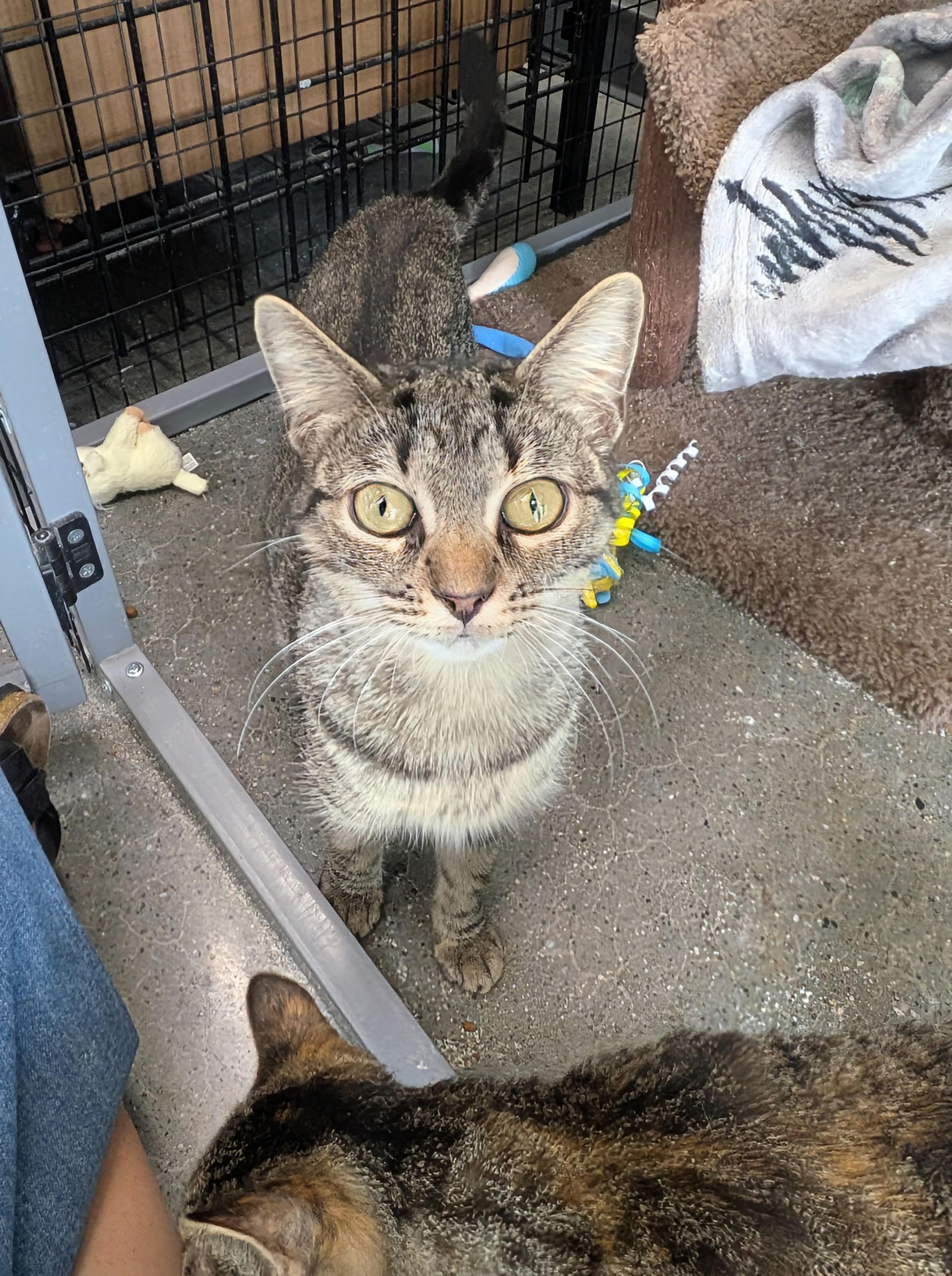 Enlarge Meme, a ADOPTABLE Domestic Short Hair in Hudsonville, MI image 5/6