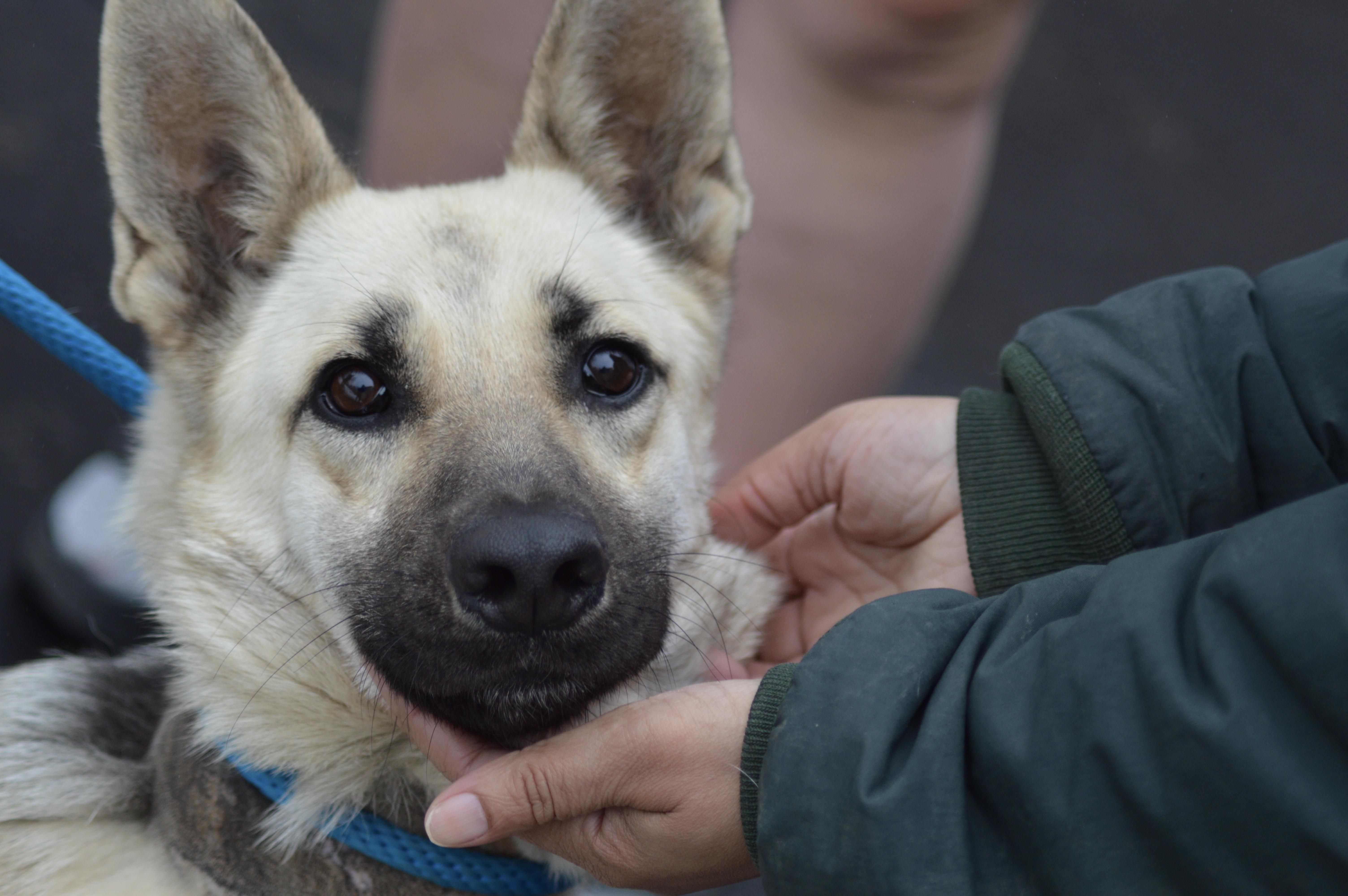 Enlarge Zena, an adopted German Shepherd Dog in East Haddam, CT image 5/6